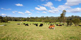 Cattle grazing in lush landscape